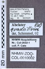 Etiketten zu Paracalais sericeus (NHMW-ZOO-COL-0010002)